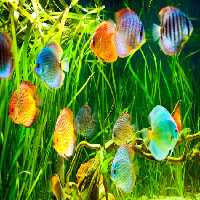 خرید و دانلود عکس Animals-Part-13 - کیفیت بالا | پیک فاکس | Pic Fox