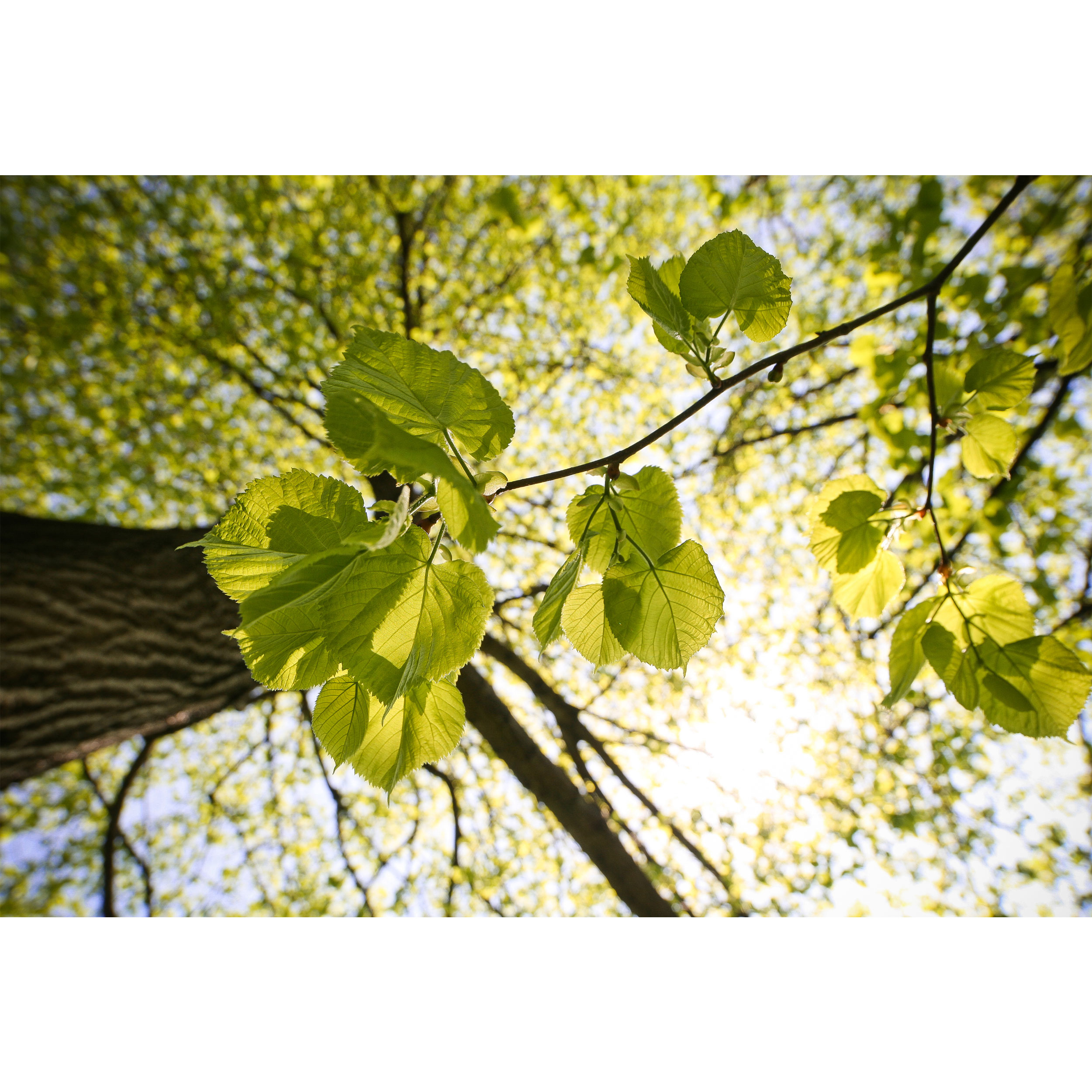 تابلو شاسی طرح برگ درخت مدل T1910