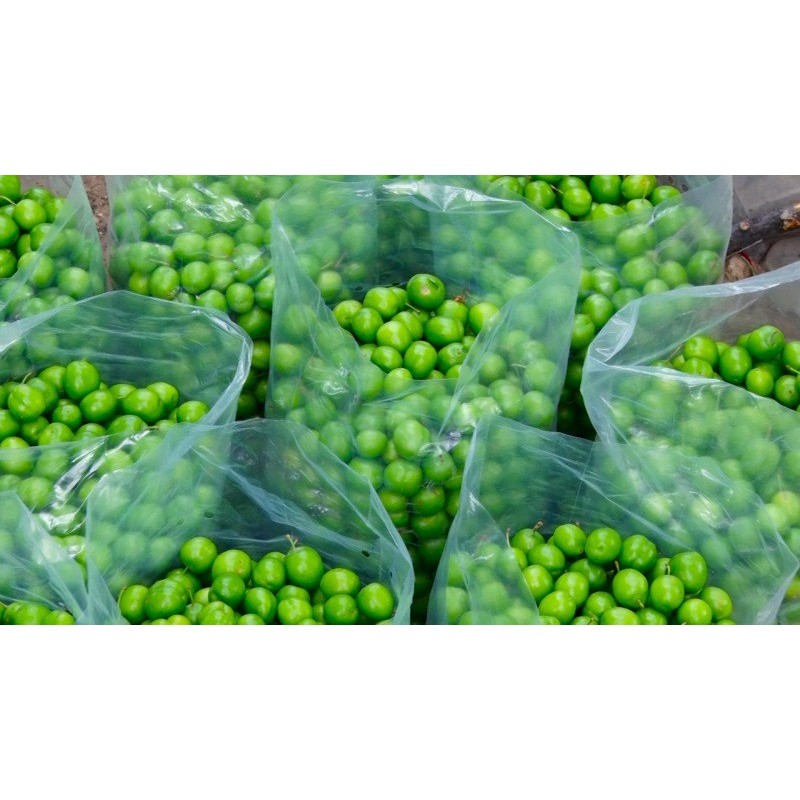 گوجه سبز نوبرانه شمال با تخفیف بهمراه طعم دهنده اصیل شمالی رایگان(نعنا خشک تازه و نمک)