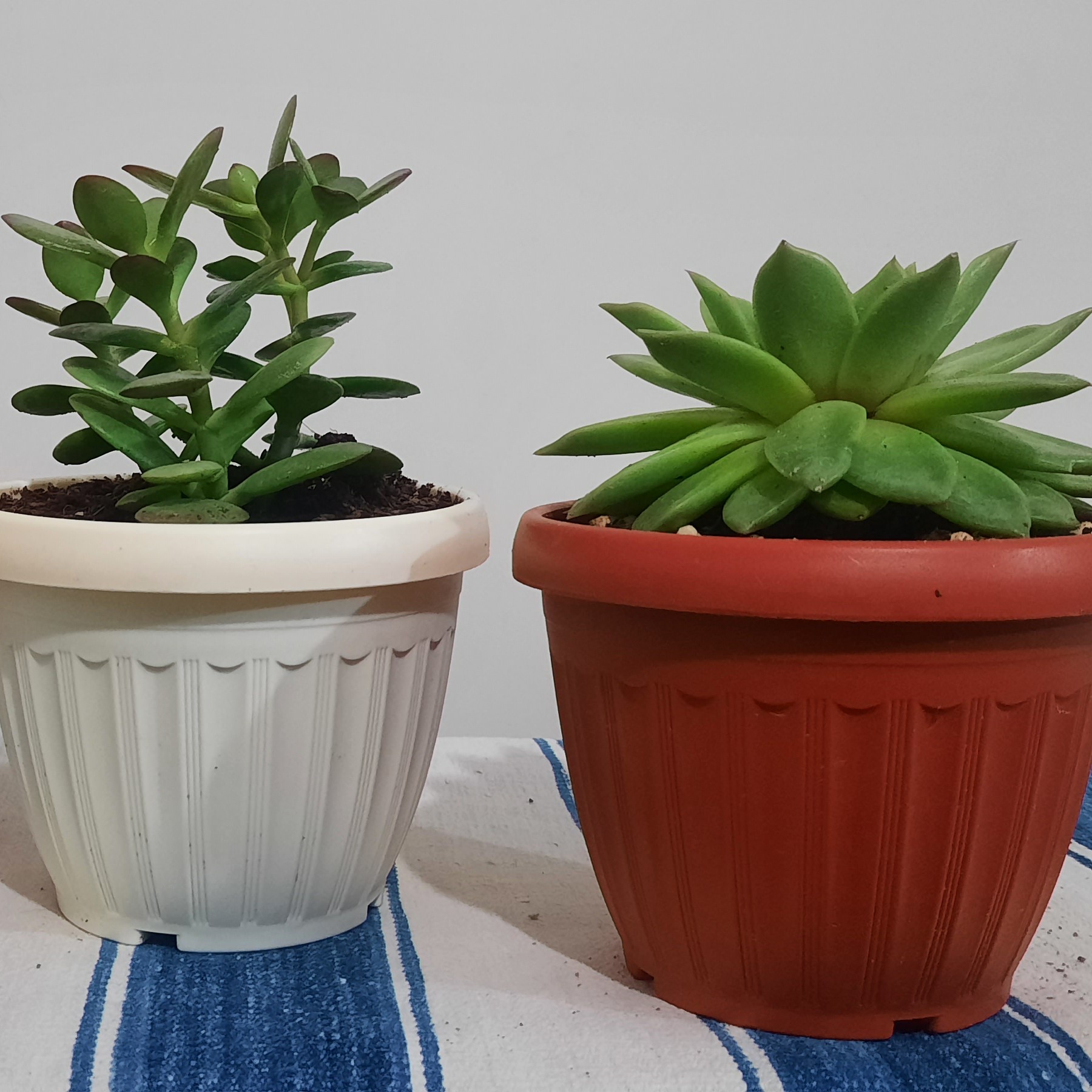 گلدان پلاستیکی کلاسیک سایز 12