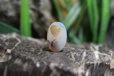 عقیق شجر برزیل