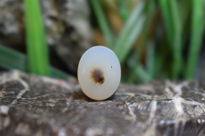 عقیق شجر برزیل