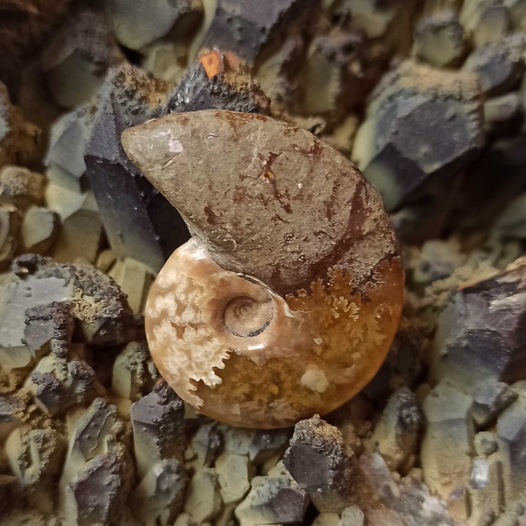 فسیل کلکسیونی آمونیت  CFA1