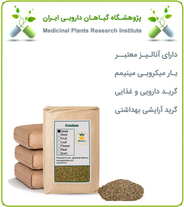 بذر شوکران خشک فله
