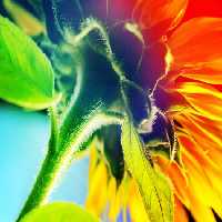 خرید و دانلود عکس Flower-Part-9 کد 18383 | پیک فاکس | Pic Fox