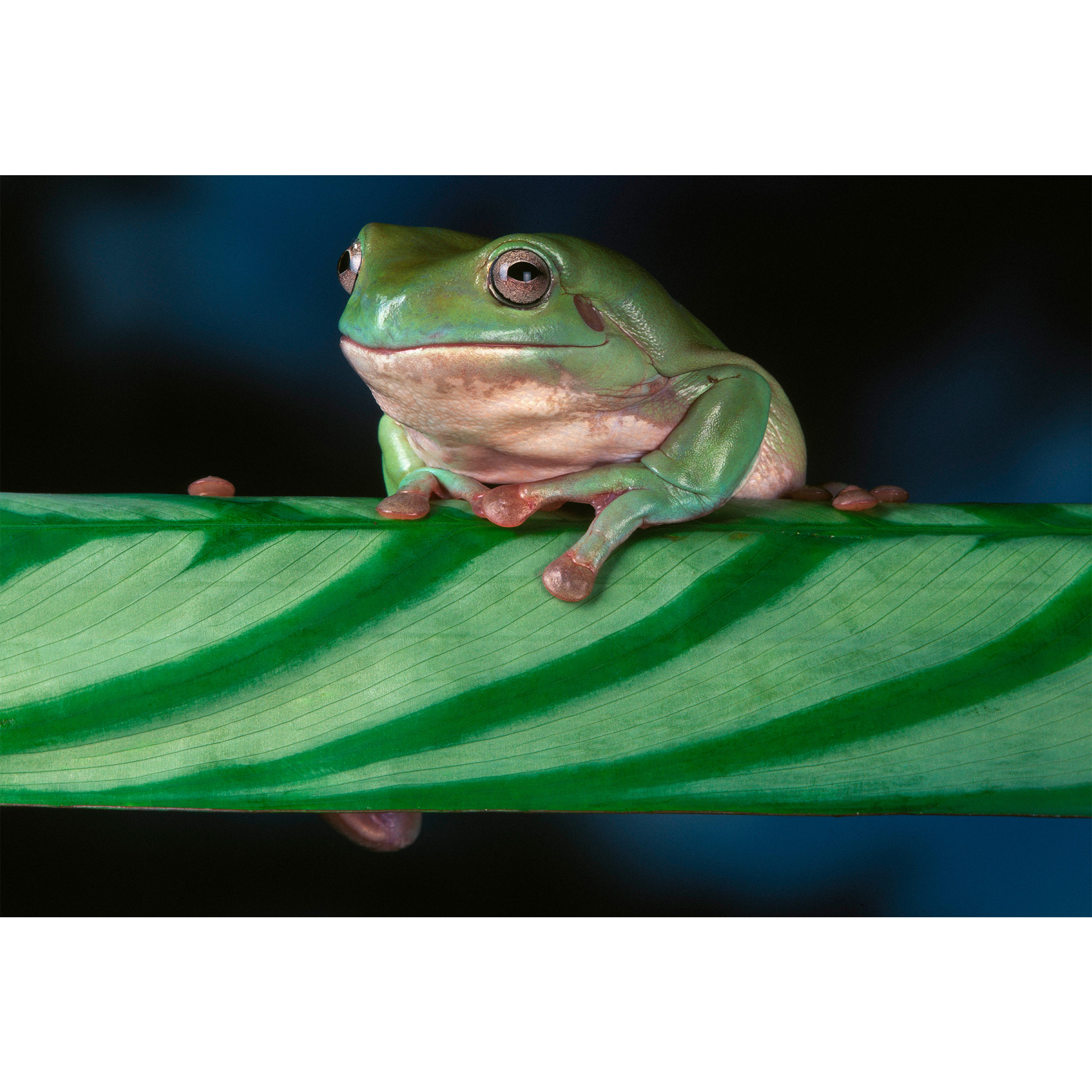 تابلو شاسی طرح برگ و قورباغه مدل T2179