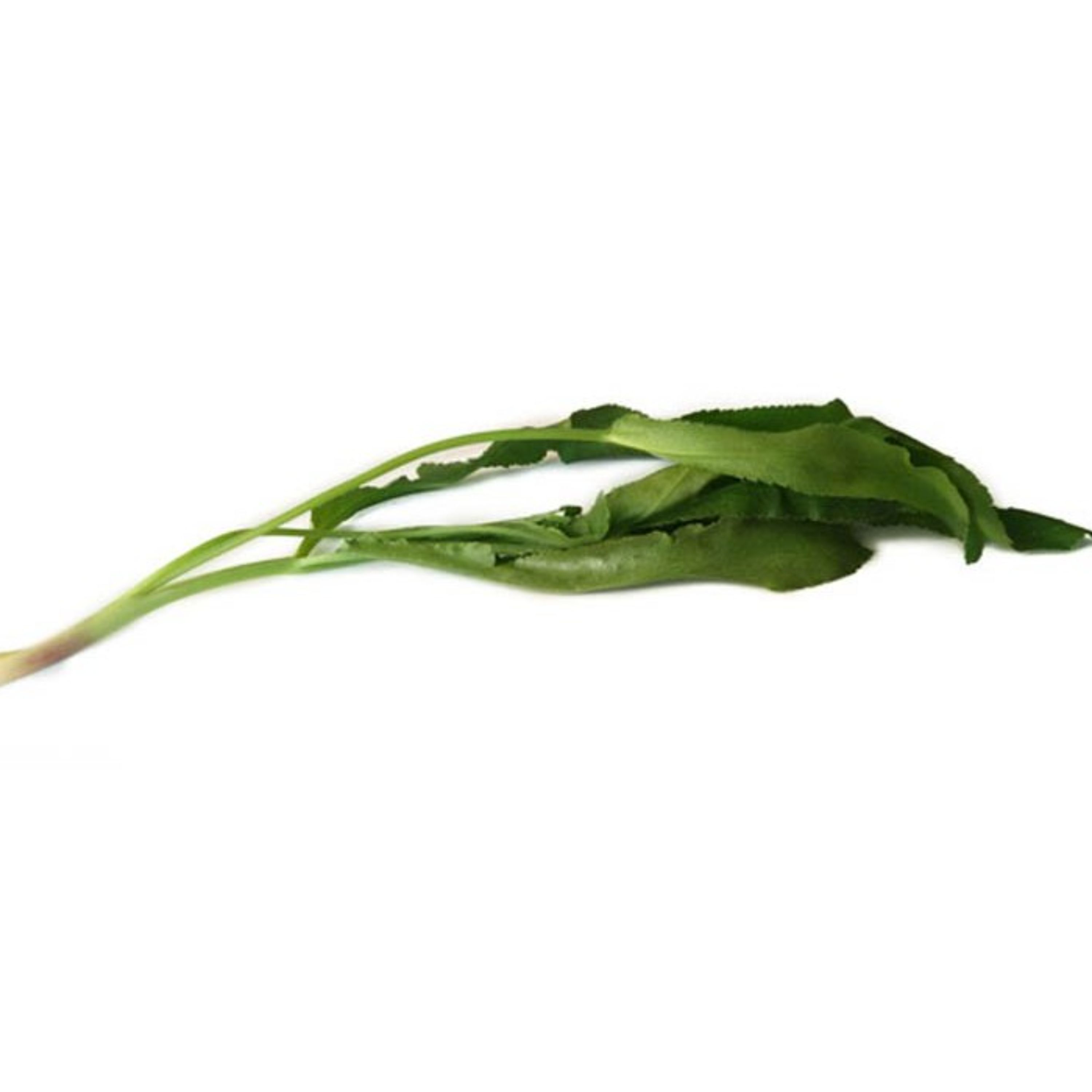 عرق غازی یاغی