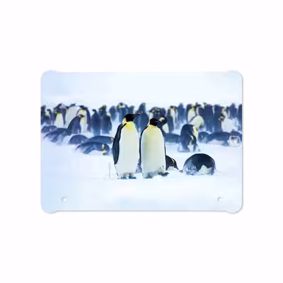 برچسب پوششی ماهوت مدل Penguin مناسب برای تبلت سامسونگ Galaxy Tab S2 9.7 2015 T815