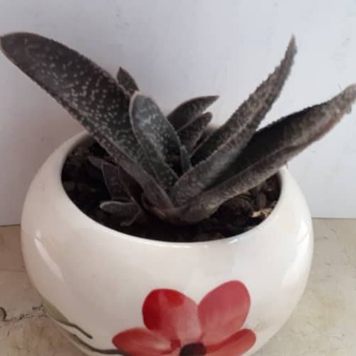 گلدان کاکتوس خانگی