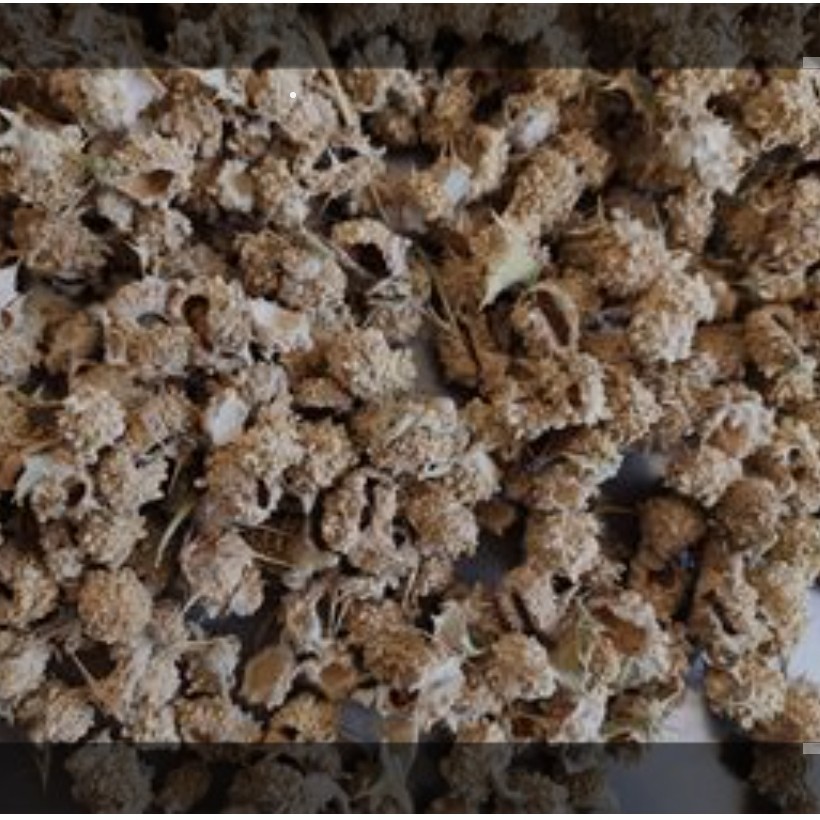 شکر تیغال پاک نشده(با خار و حشره) بسته صد گرمی