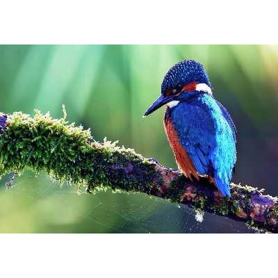 تابلو شاسی مدل پرنده T7189