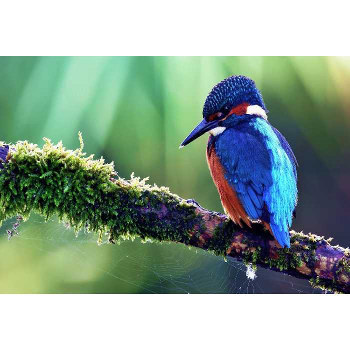 تابلو شاسی مدل پرنده T7189