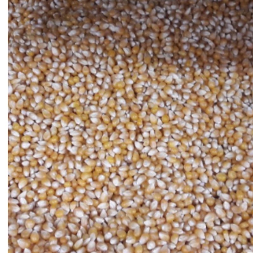 ذرت پاب کرن اعلا