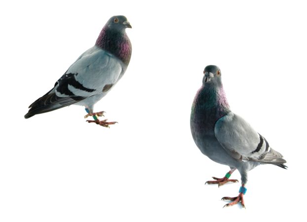 خرید و دانلود عکس Animals-Part-4 - کیفیت بالا | پیک فاکس | Pic Fox