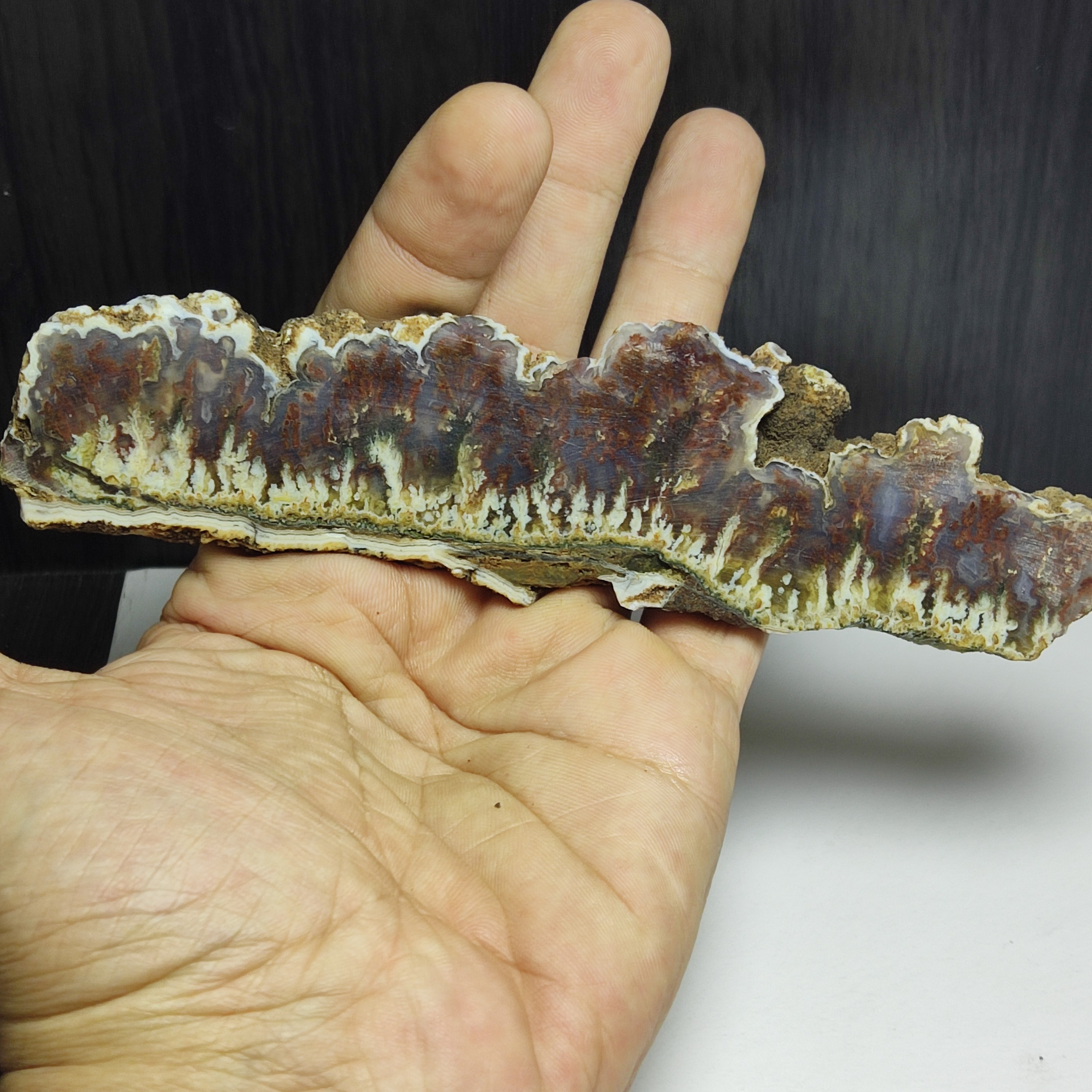 تک اسلایس درشت سنگ شجر طبیعی چند رنگ ظخیم فوق العاده زیبا و بسیار مناسب گوهر تراشی 