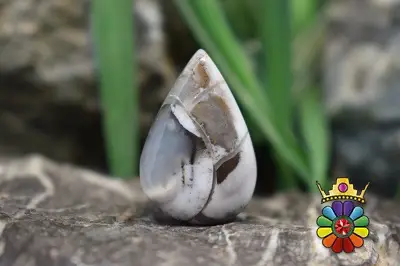 اپال دندریت