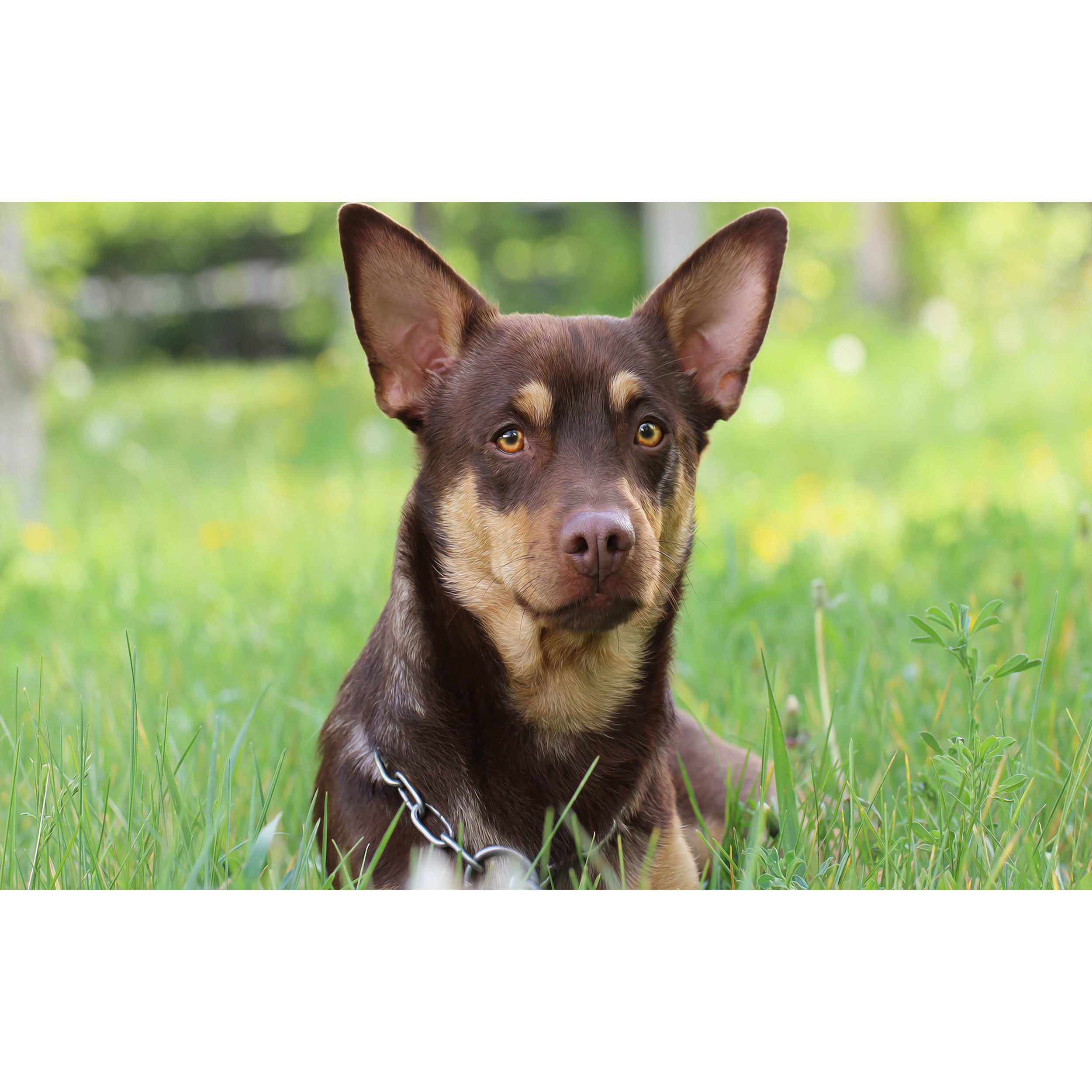 تابلو شاسی طرح سگ مدل T7774