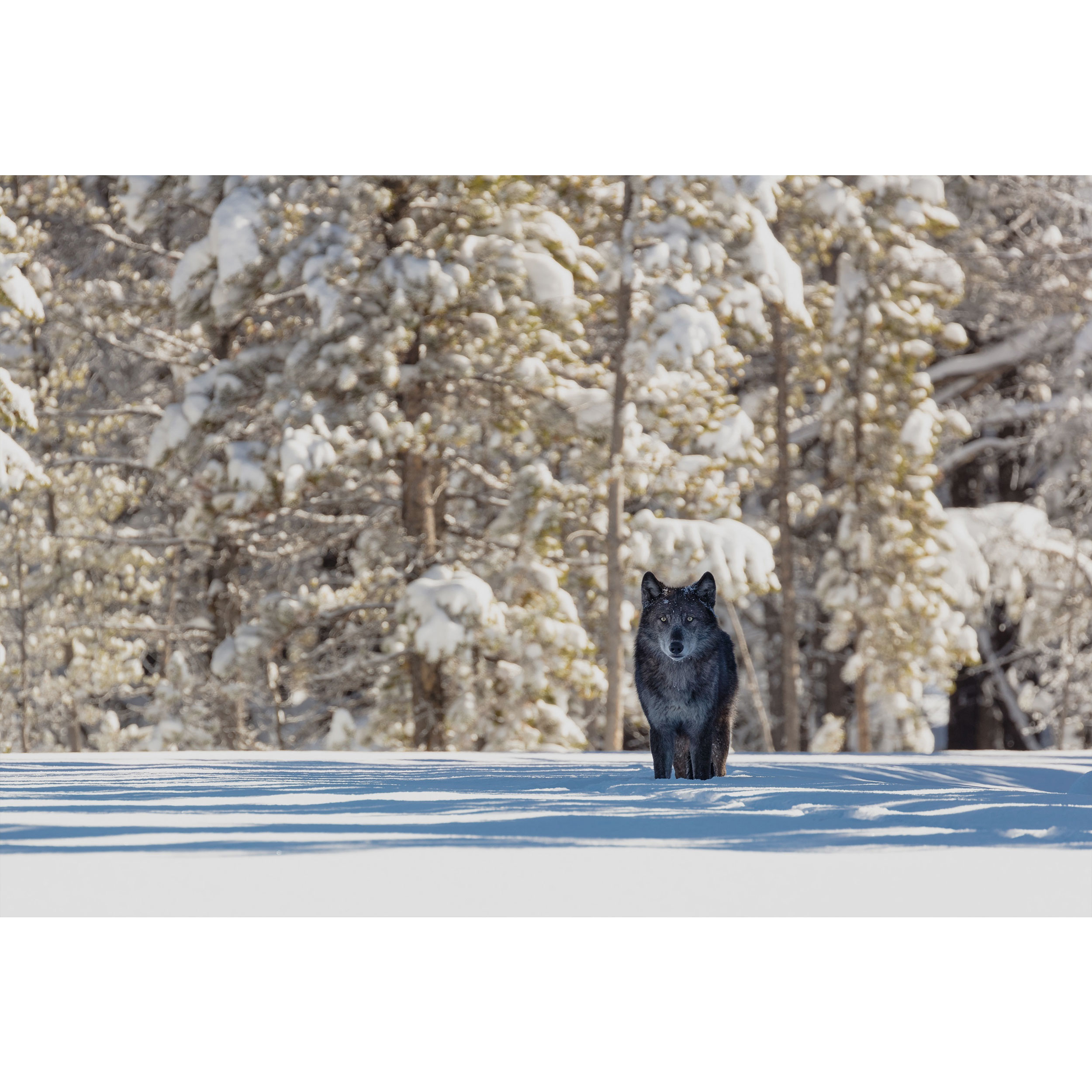 تابلو شاسی طرح منظره زمستان برف گرگ مدل T1478