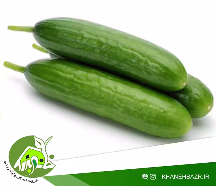 خیار هیبرید 111 امریکا - خانه بذر | فروشگاه بذر وارداتی گل و گیاه زینتی 1404