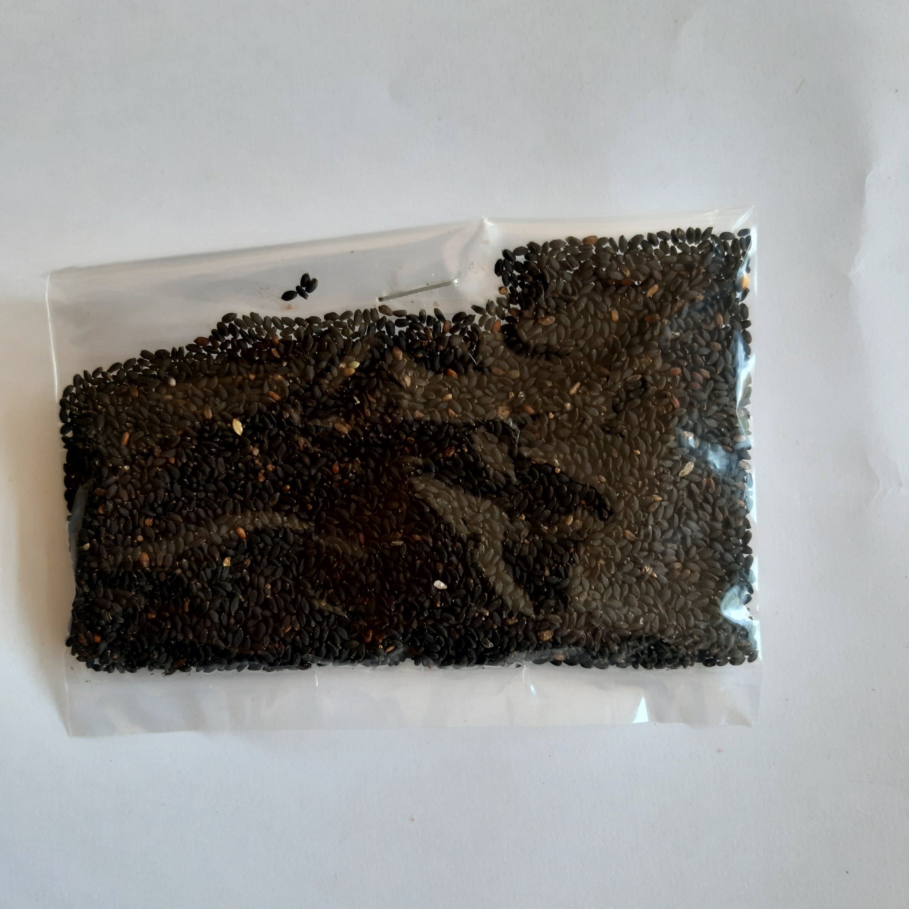 بذر ریحان بنفش (50 گرم )