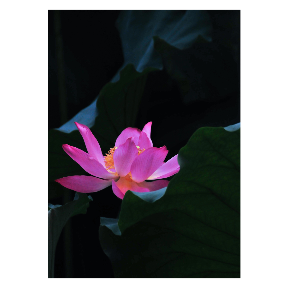 تابلو شاسی طرح گل کد 1002