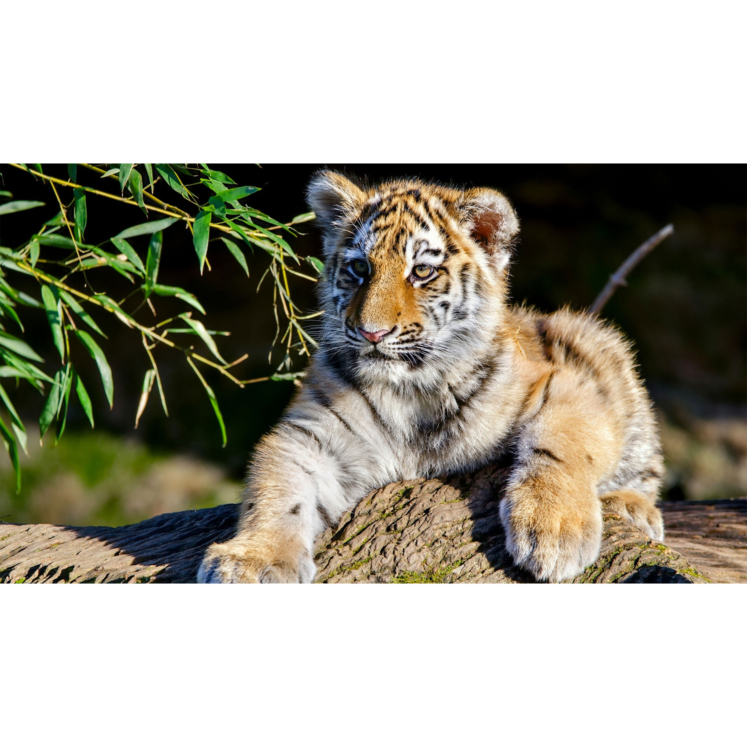 تابلو شاسی طرح ببر مدل T8001