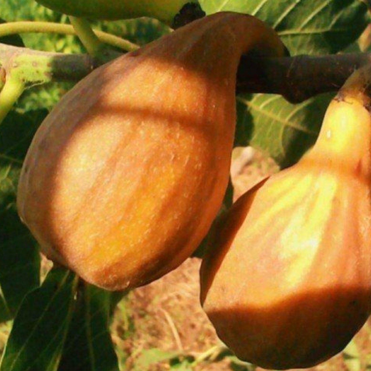 نهال انجیر ویرجینیای آمریکایی دو ساله