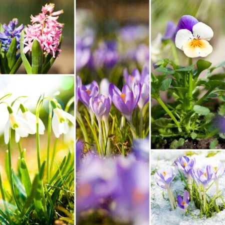 خرید و دانلود عکس Flower-Part-10 کد 17444 | پیک فاکس | Pic Fox