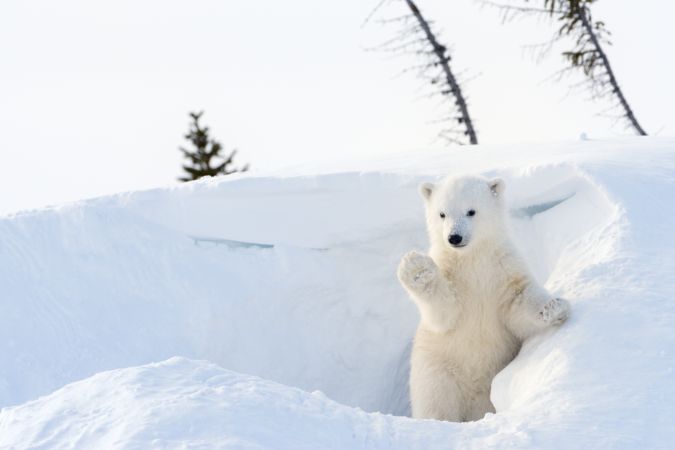 خرید و دانلود عکس Collection of images of cubs bears کد 13152 | پیک فاکس | Pic Fox