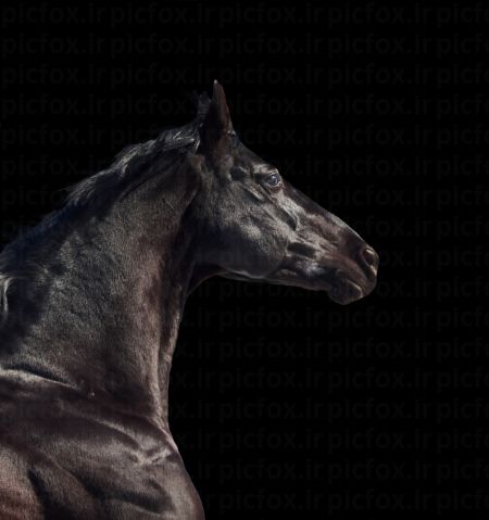 خرید و دانلود عکس Portrait of black horse on a black background کد 41591 | پیک فاکس | Pic Fox