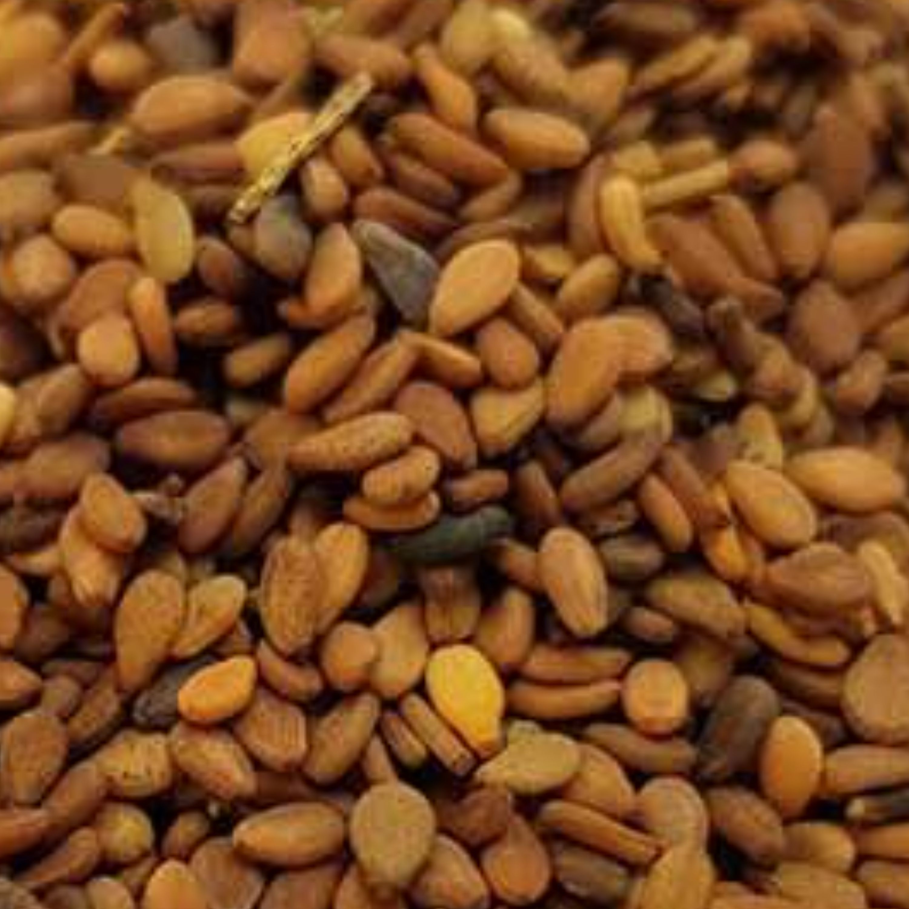 کنجد محصول امسال درجه یک