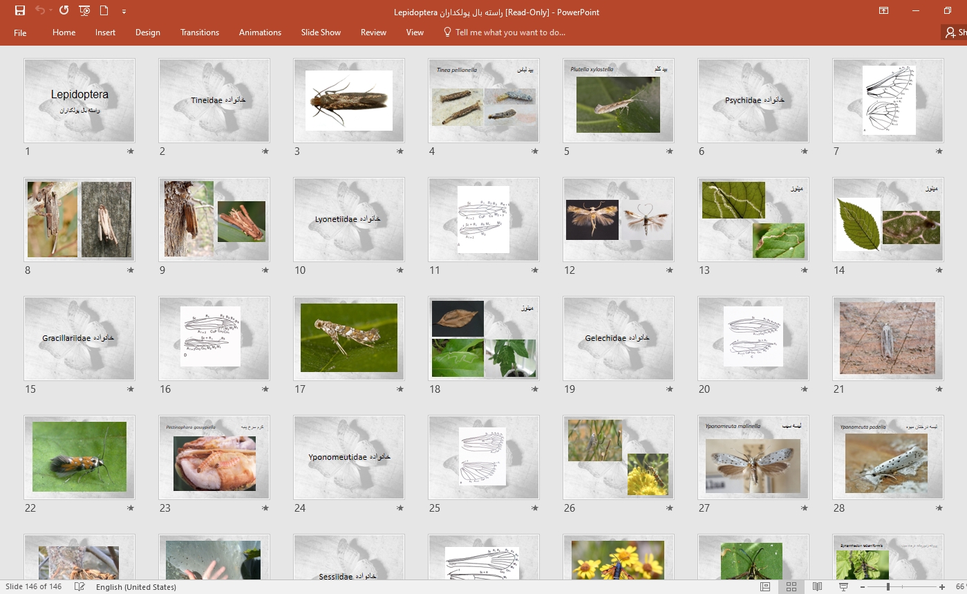 پاورپوينت پروانه Lepidoptera راسته بال پولكداران