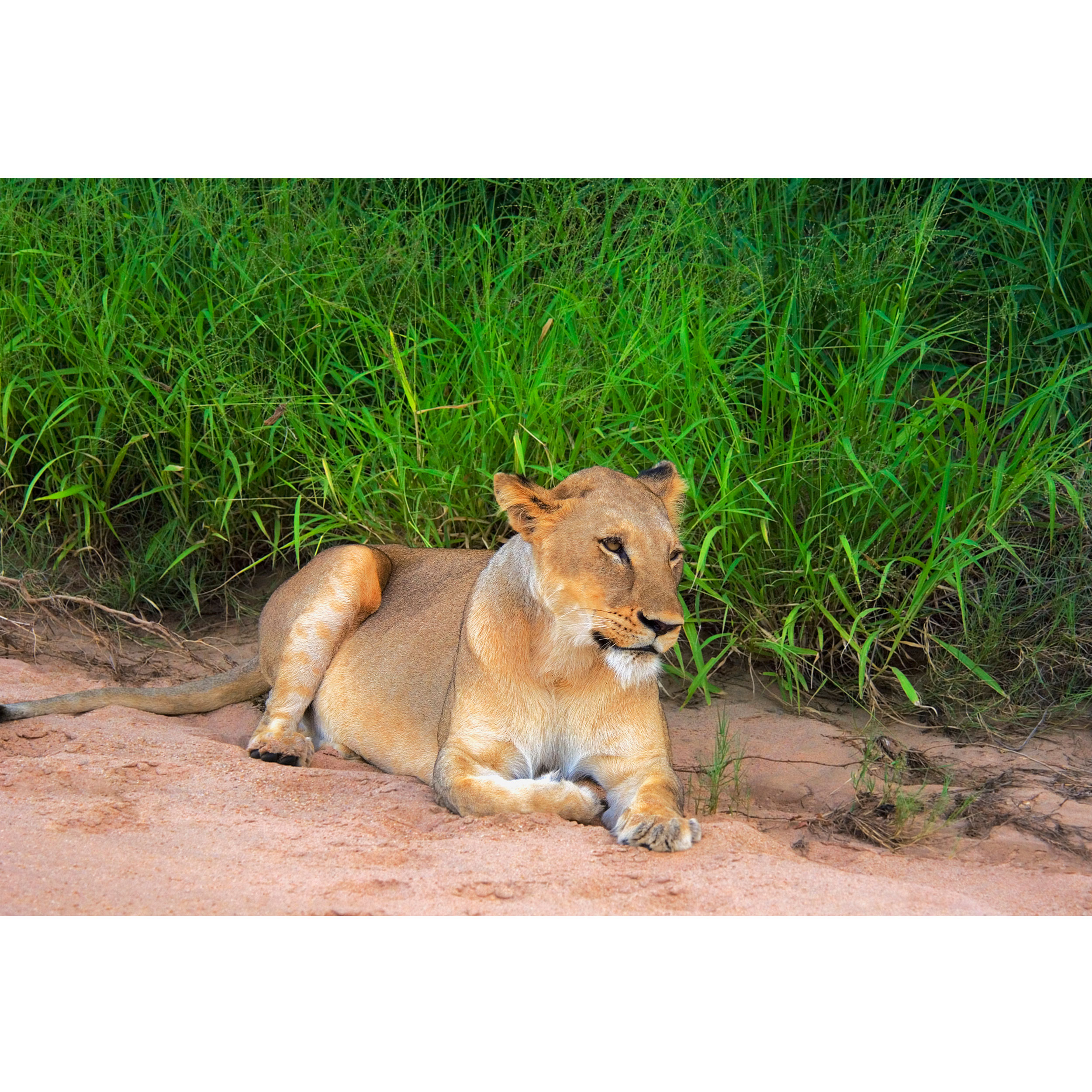 تابلو شاسی جنگل و شیر مدل T2001