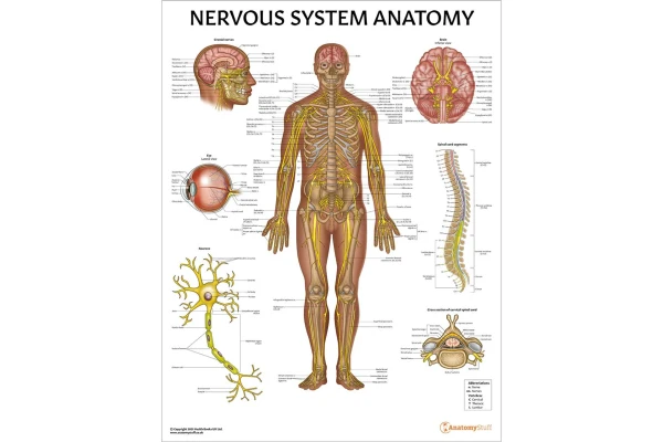 جزوه سيستم عصبي (Nervous System) - کتابخانه مجازی واتیکان