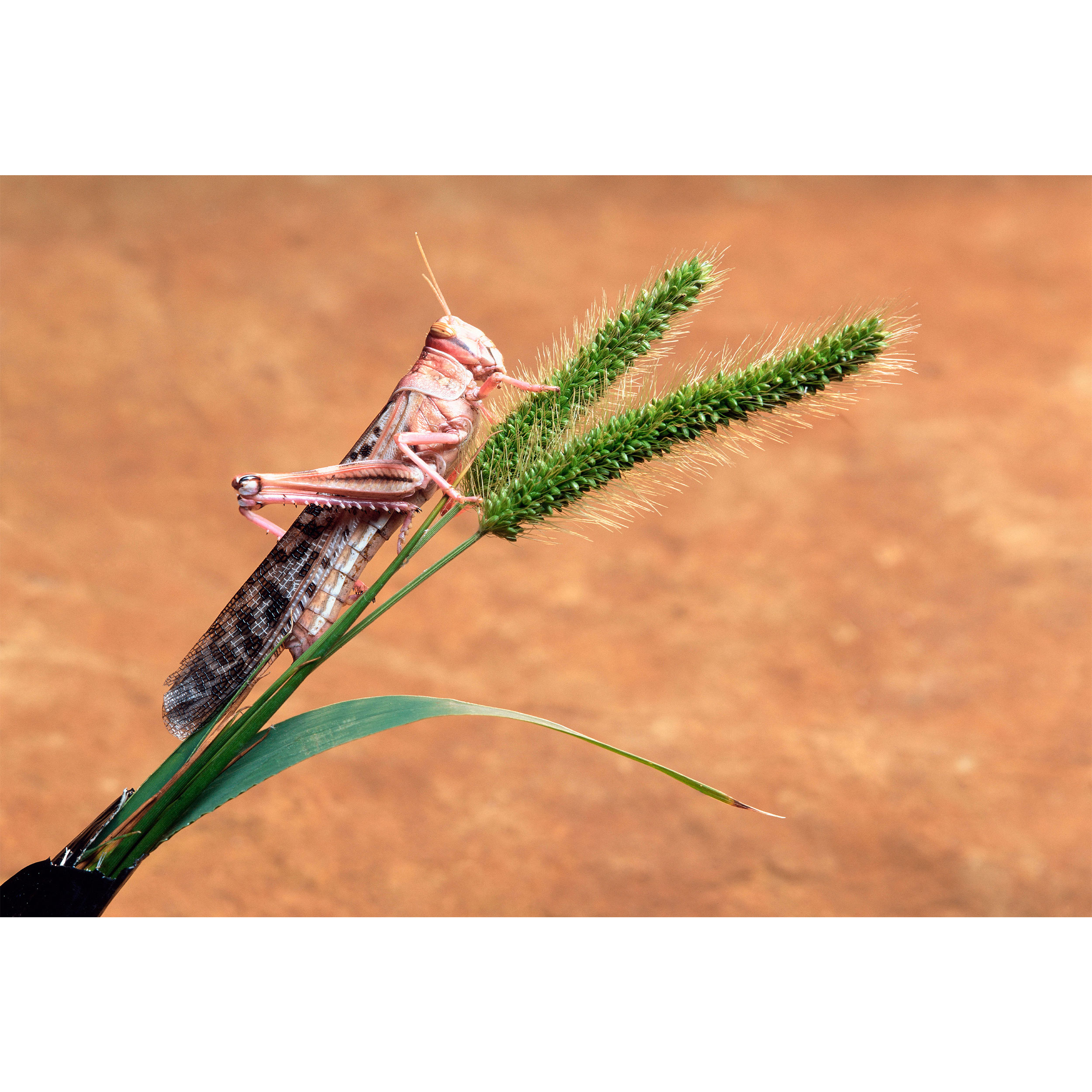 تابلو شاسی طرح گندم و ملخ مدل T2195