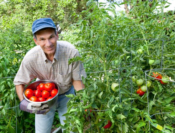 خرید و دانلود عکس Collection farming seeding plants sprout earth bed 2 کد 12852 | پیک فاکس | Pic Fox
