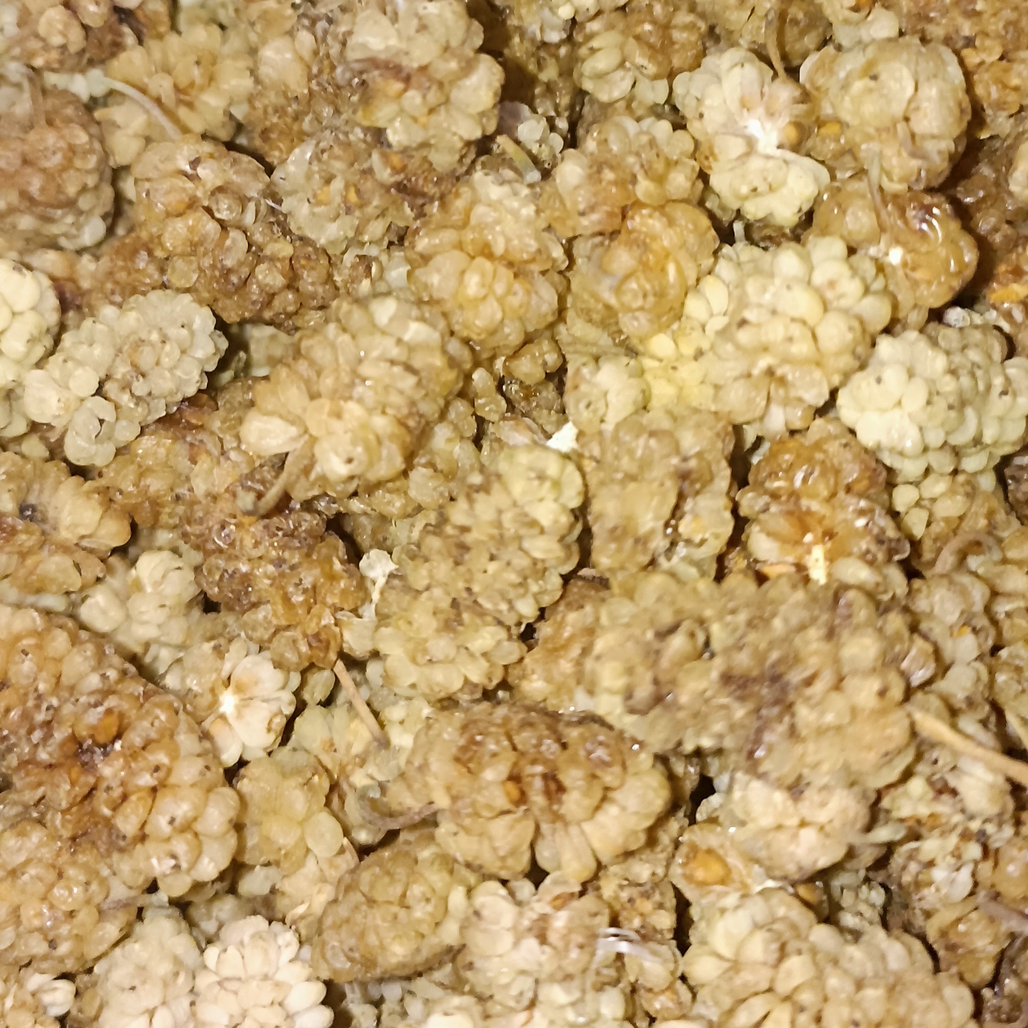 توت خشک ممتاز ربع کیلو 99