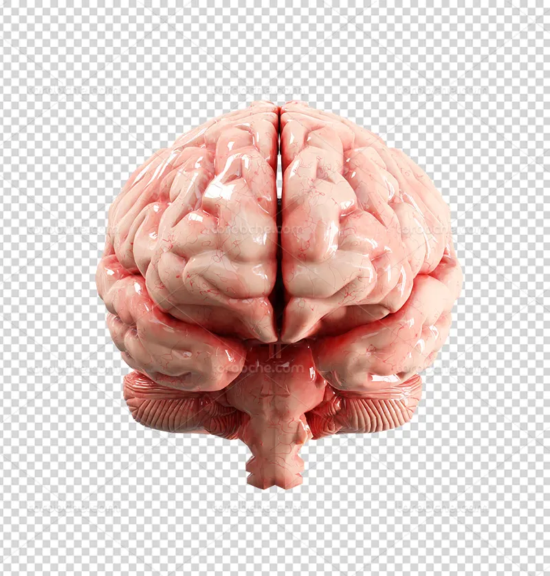 عکس مغز PNG | گرافیک با طعم تربچه