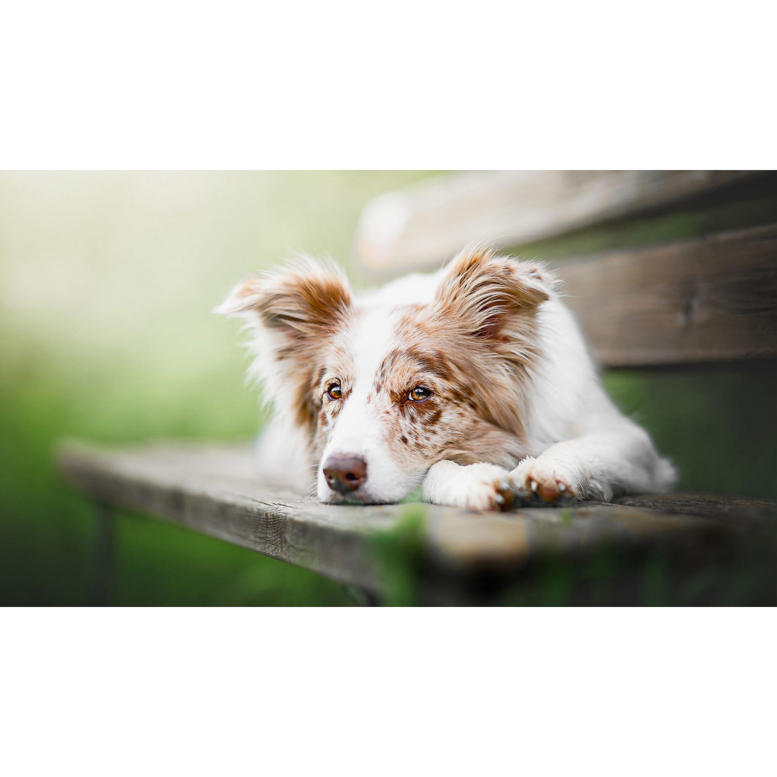 تابلو شاسی طرح سگ مدل T7996