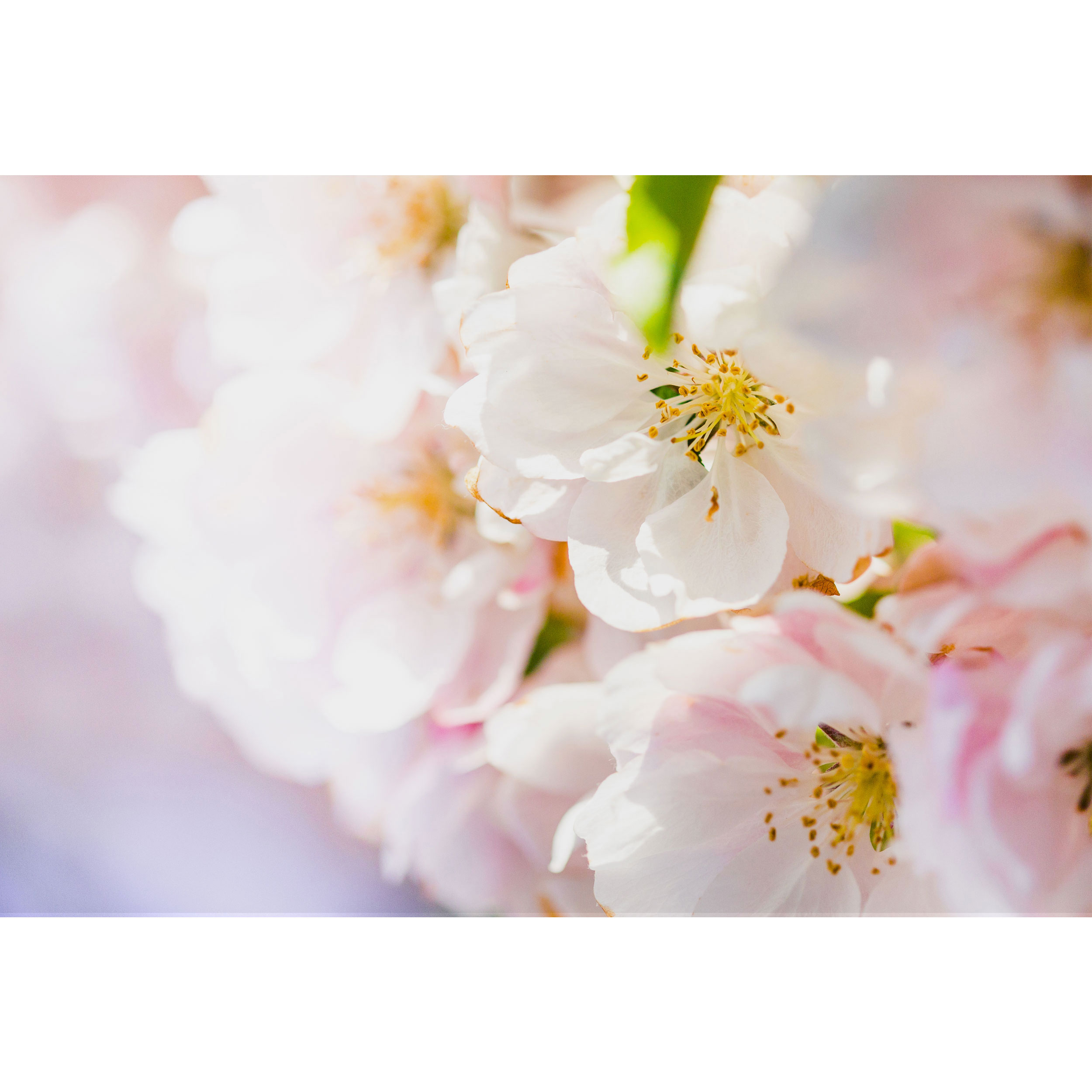 تابلو شاسی طرح گل مدل T1945