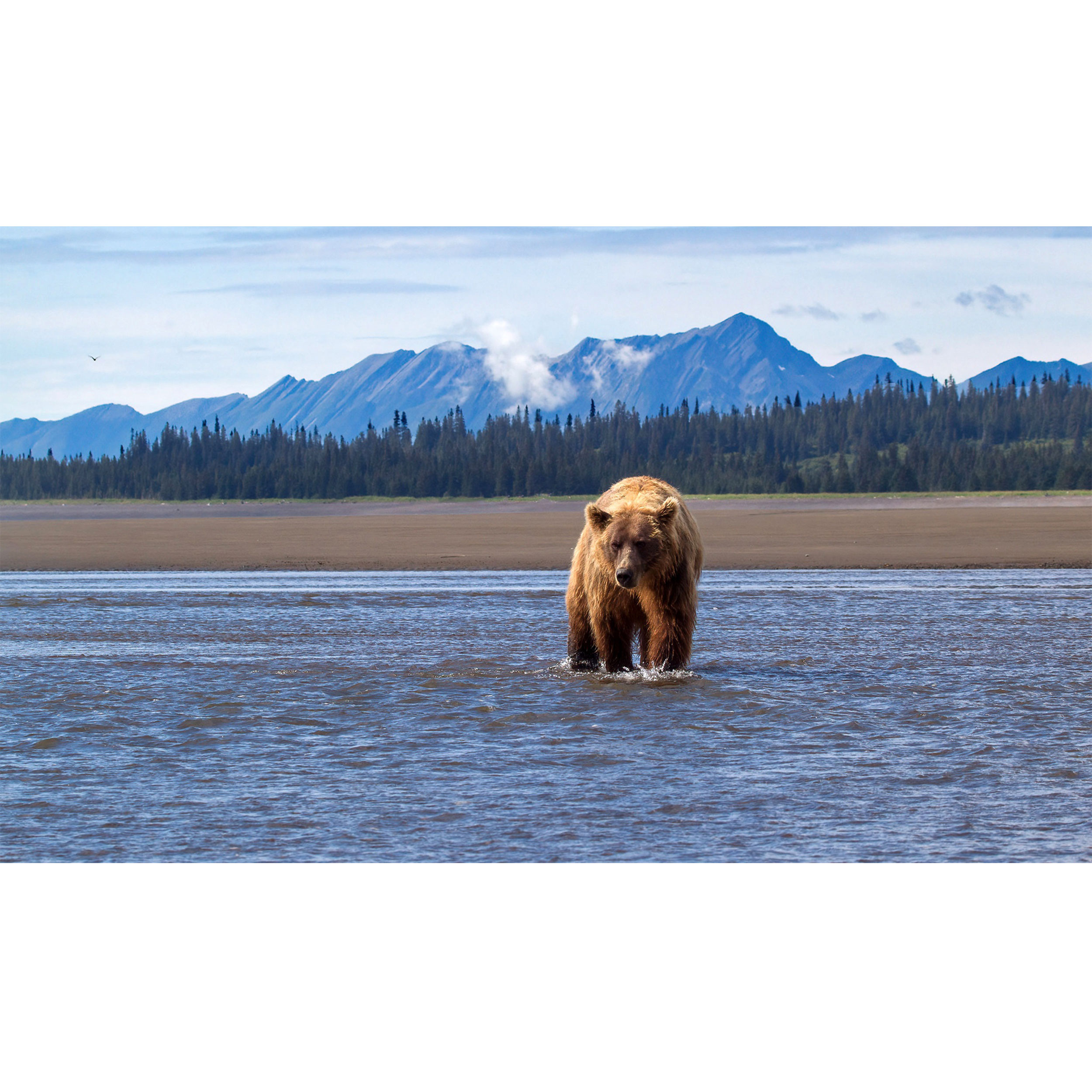 تابلو شاسی طرح خرس و رودخانه و جنگل و کوه مدل T7633