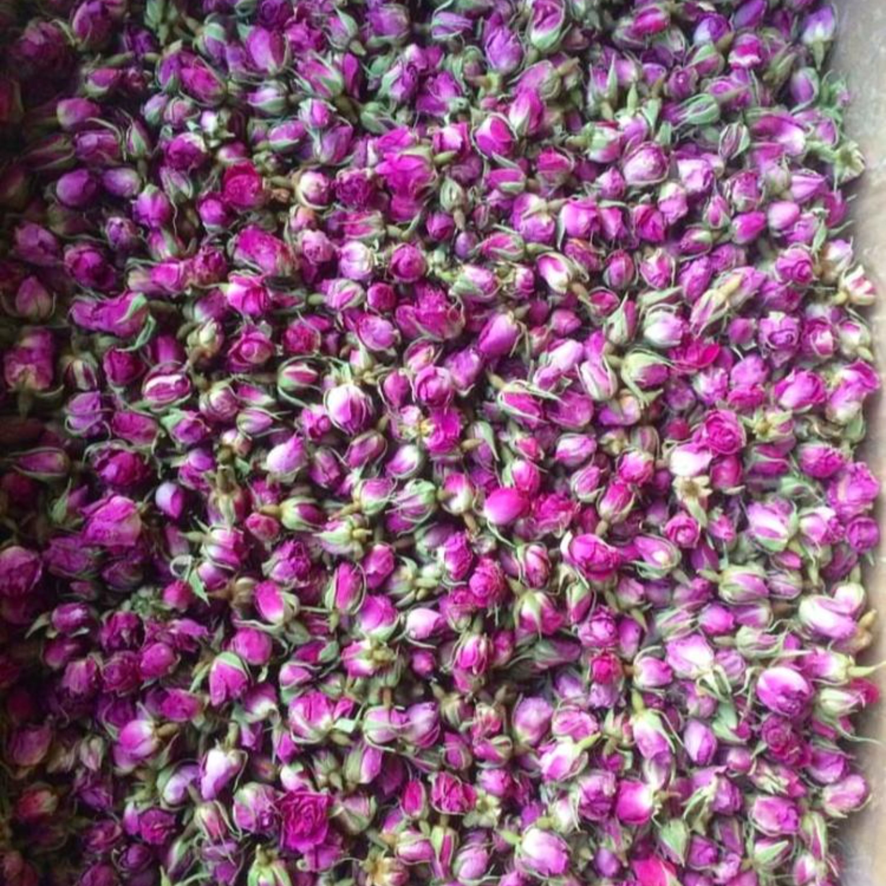 غنچه گل محمدی امسالی فوق العاده خوش رنگ و خوش عطر و بو کاملا طبیعی