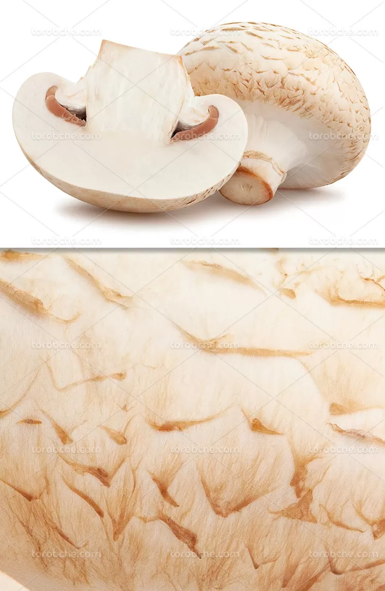 عکس قارچ تازه با کیفیت | گرافیک با طعم تربچه