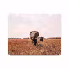برچسب پوششی ماهوت مدل Elephant مناسب برای تبلت اپل iPad 2 2011 A1396