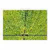 برچسب پوششی ماهوت مدل Leaf-Texture مناسب برای تبلت مایکروسافت Surface Pro 3 2014