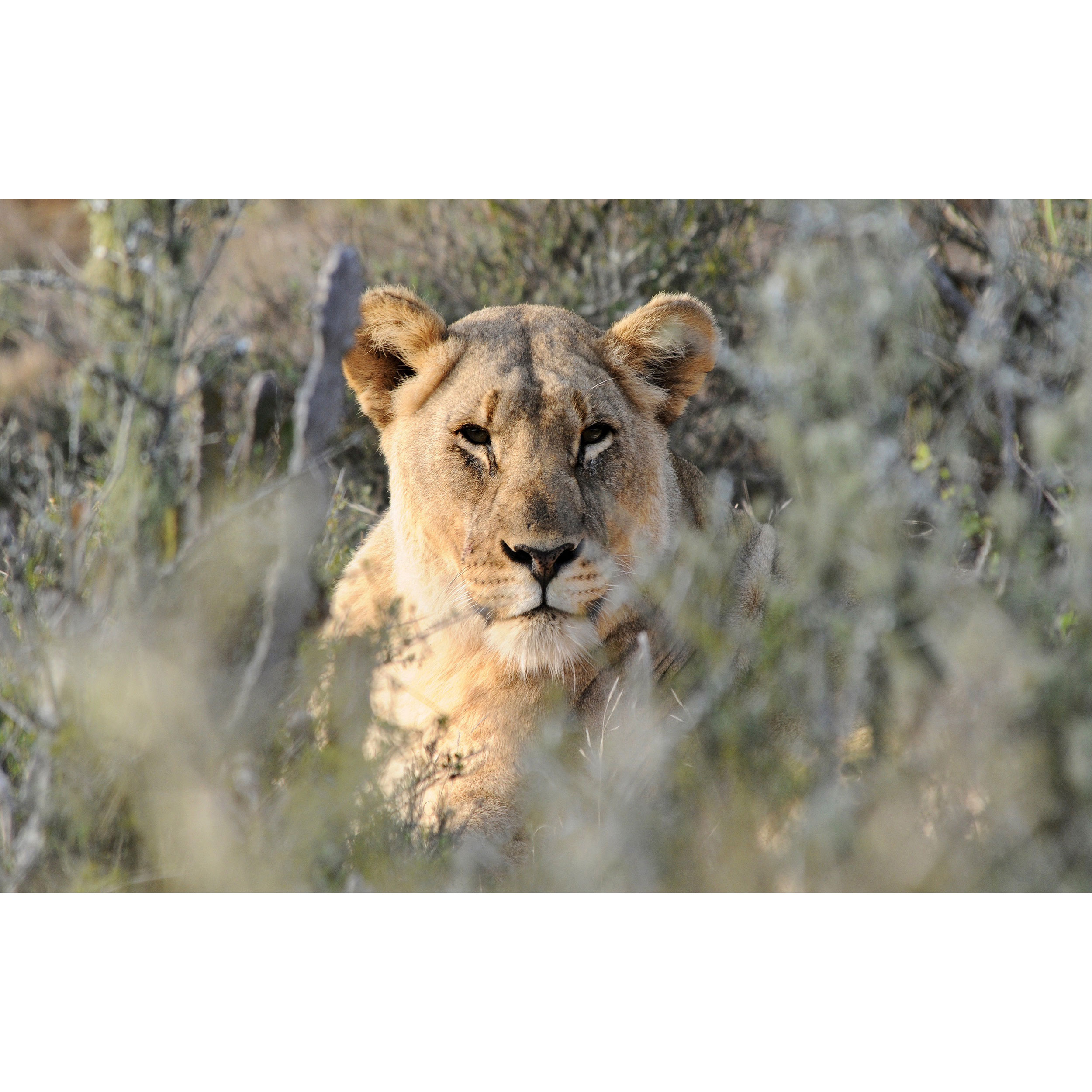 تابلو شاسی طرح شیر ماده مدل T7803