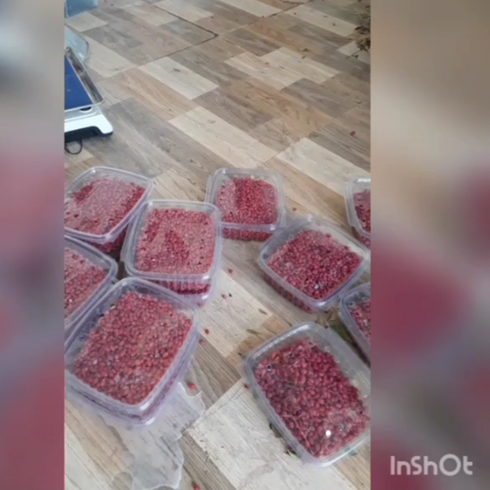 زرشک تازه دان شده در بسته های  نیم کیلویی