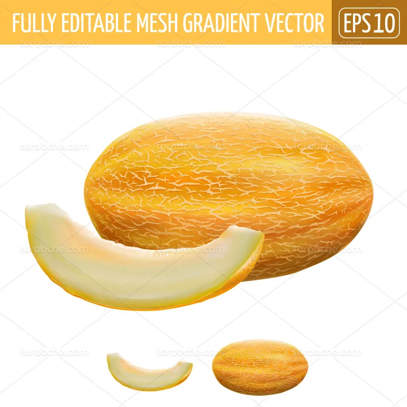 وکتور طرح گرافیکی خربزه | گرافیک با طعم تربچه