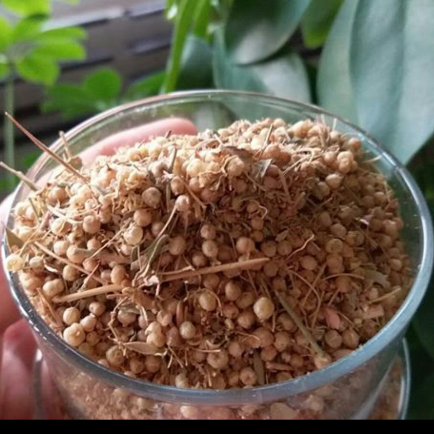 افتیمون 500 گرم رفع سودا ، مالیخولیا . سردرد عصبی 