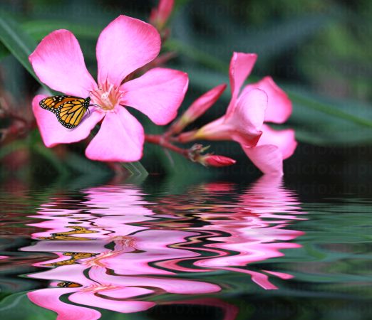 خرید و دانلود عکس Flower-Part-9 کد 18392 | پیک فاکس | Pic Fox